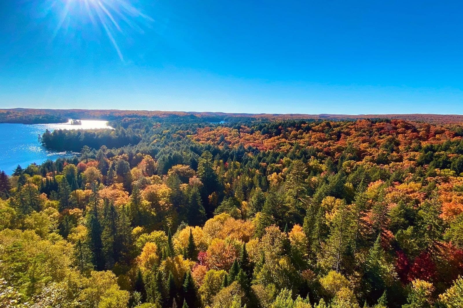 Red, orange and gold forest stretching to a lake in Algonquin Park under a clear sky