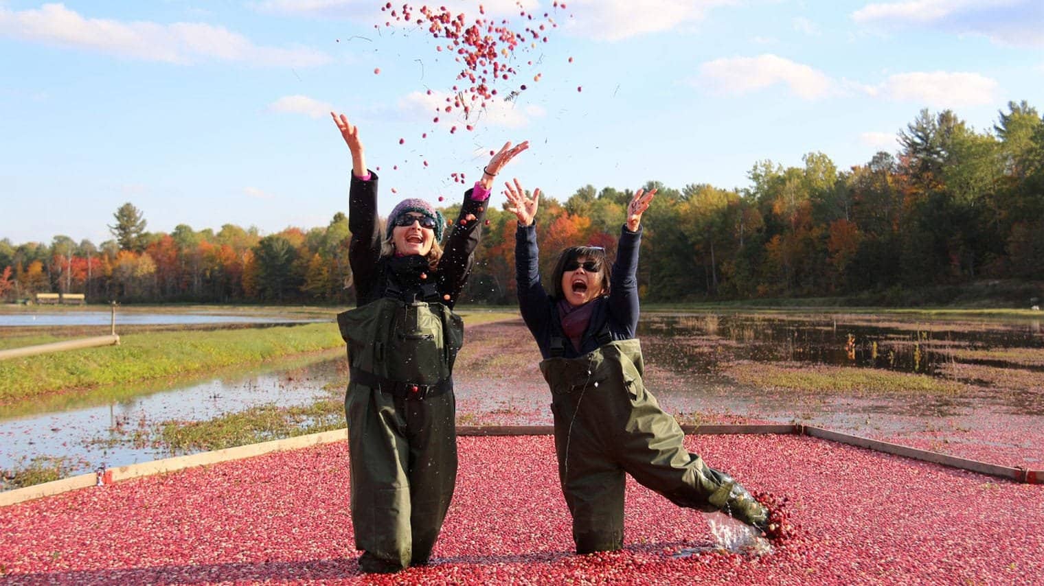 Two people in waders standing in a flooded cranberry bog, throwing handfuls of red berries into the air
