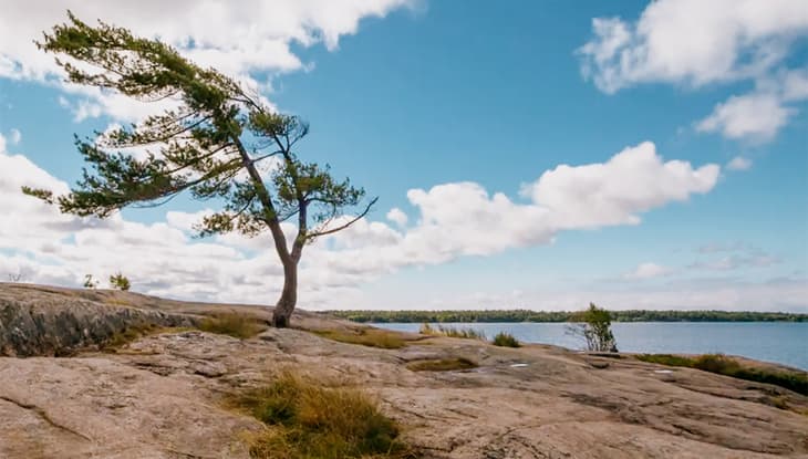 A wind-bent white pine standing alone on the pink granite shore at Killbear Provincial Park