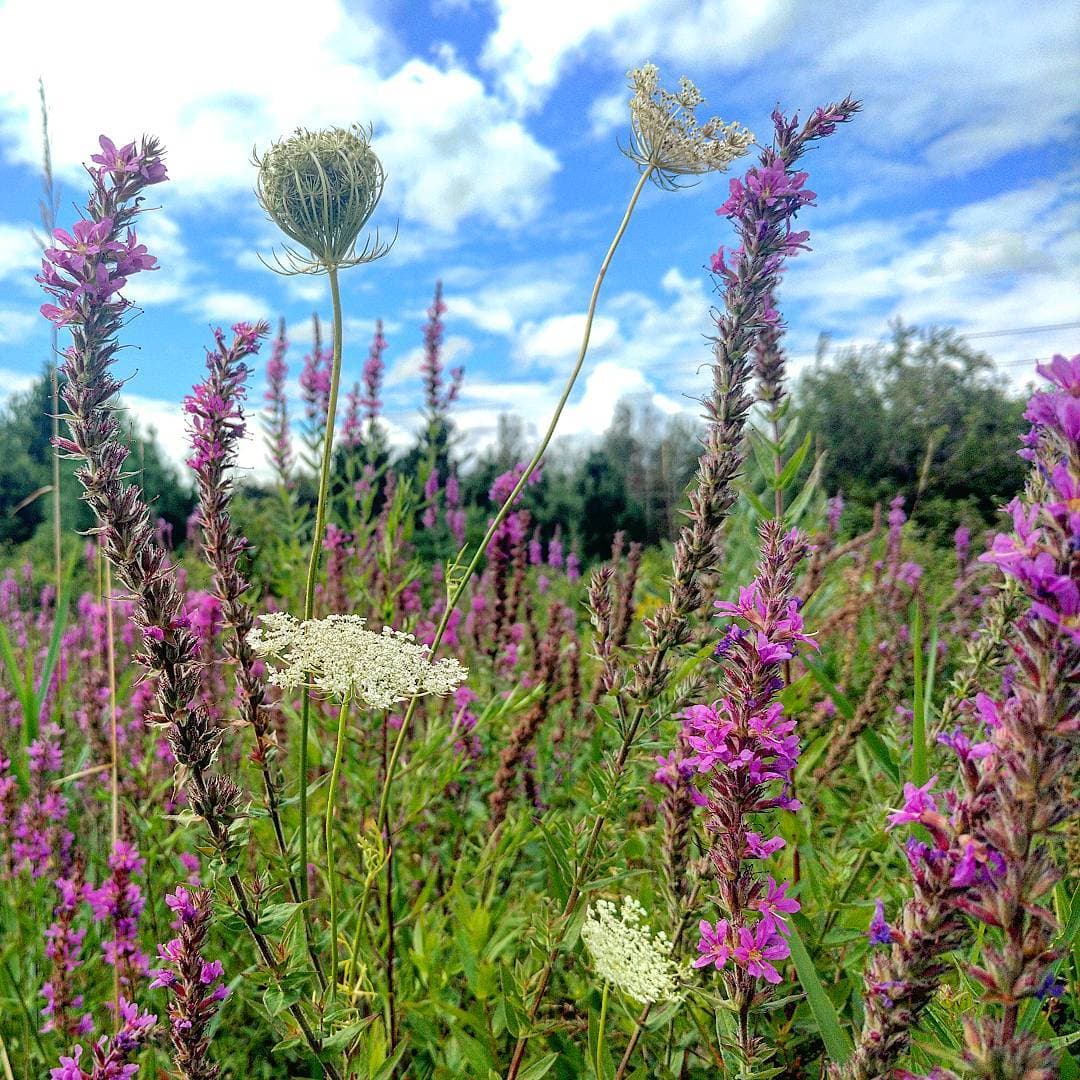 Purple loosestrife and Queen Anne's lace in a meadow at Rouge National Urban Park